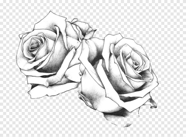 Эскиз на белом фоне роза