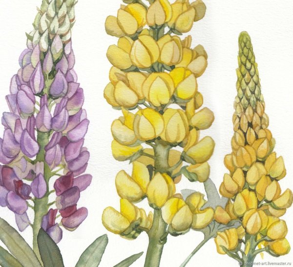 Lupinus polyphyllus плод