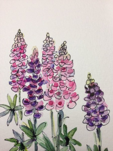 Люпин акварель цветок