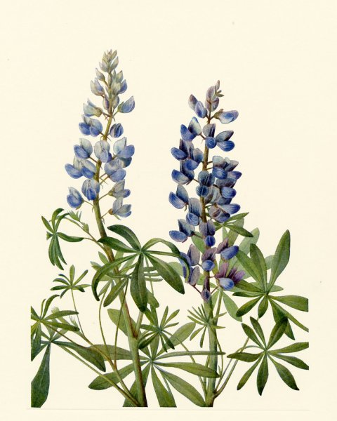 Люпин Ботаническая иллюстрация