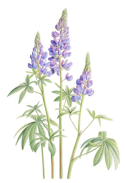 Люпины Ботаническая акварель
