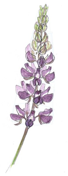 Люпины стилизация