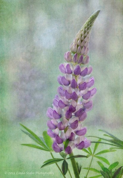 Люпины рисование