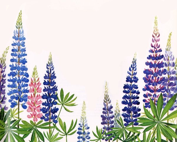 Люпин иллюстрация