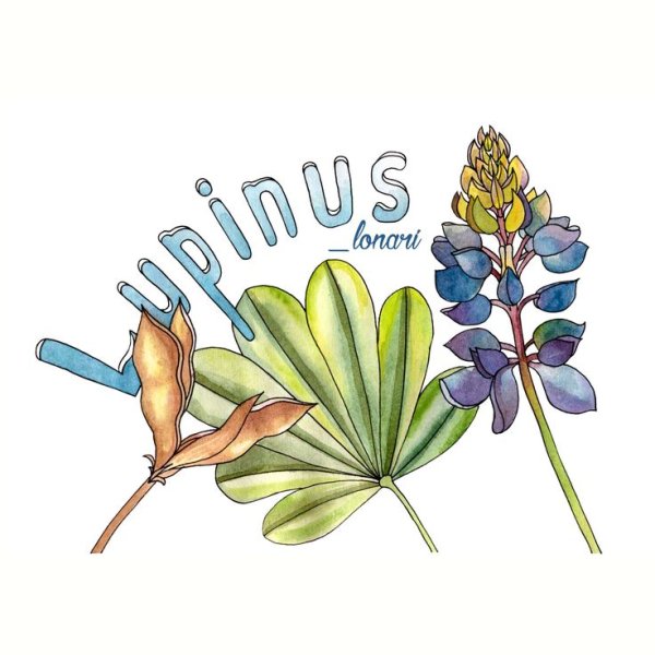 Акварель букет люпинов