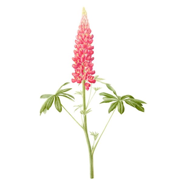 Люпин многолетний рисунок