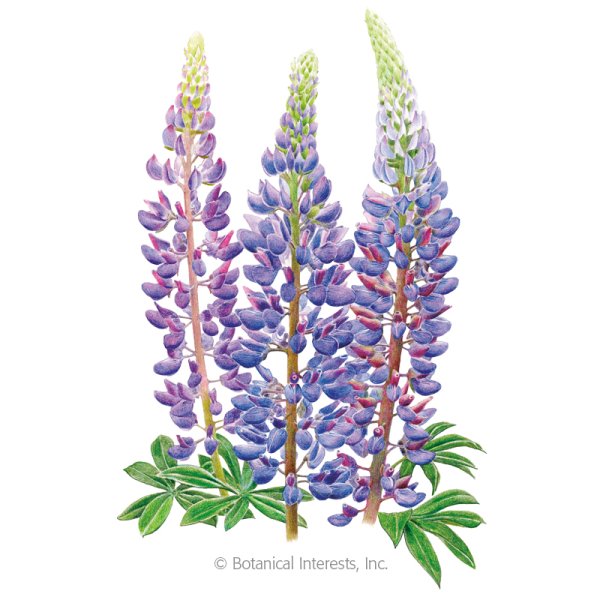 Люпины Ботаническая акварель