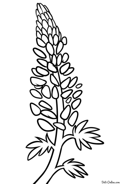 Люпин — Lupinus рисунок