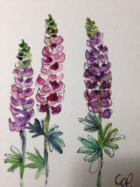 Люпины акварель