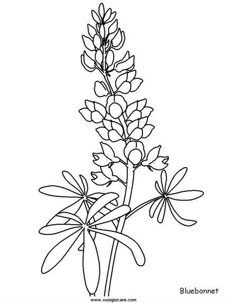 Люпин узколистный рисунок