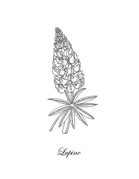 Люпин эскиз