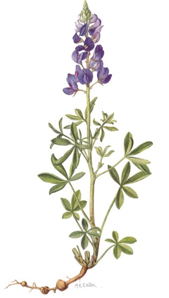 Люпин Ботаническая иллюстрация