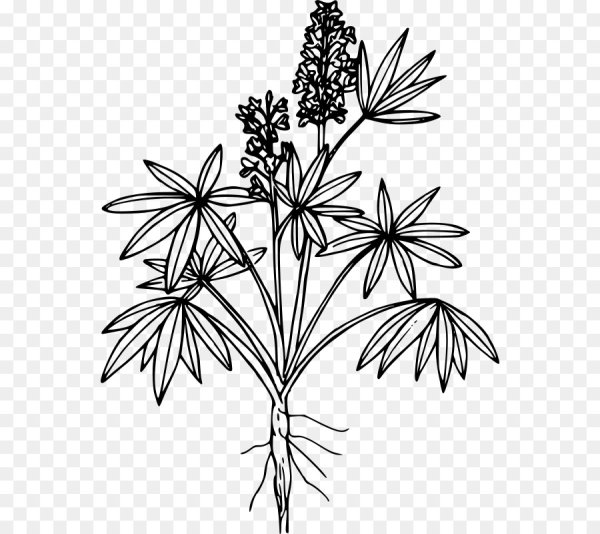 Люпин узколистный рисунок