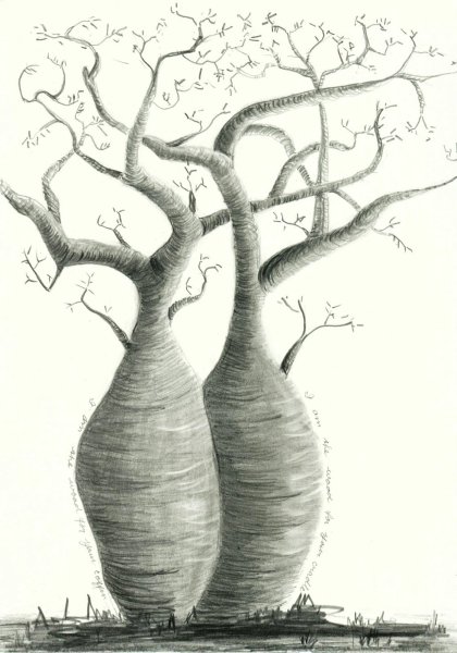 Крутое дерево