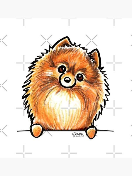 Зарисовка померанского шпица