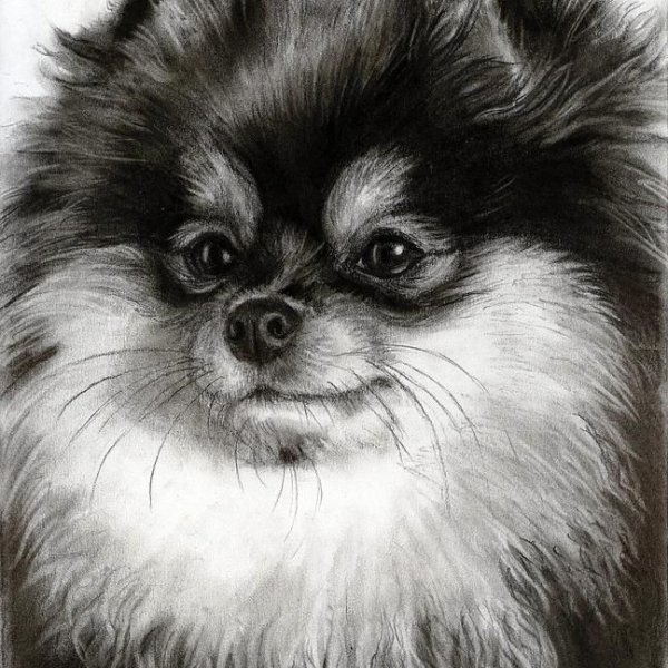 Шпиц рисунок