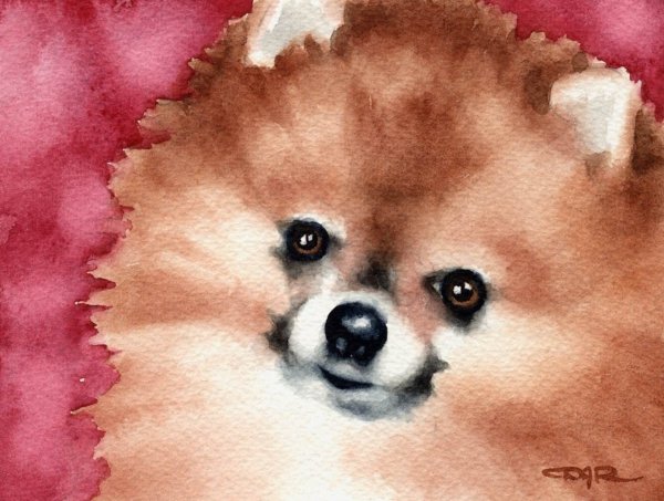 Померанский шпиц акварелью