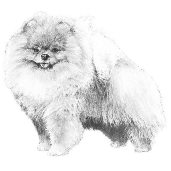 Шпиц померанский Art