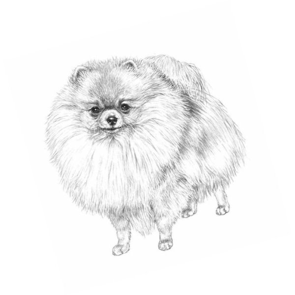Померанский шпиц