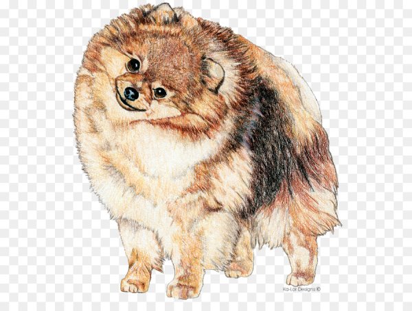 Померанский шпиц акварелью