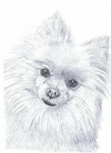 Померанский шпиц референс