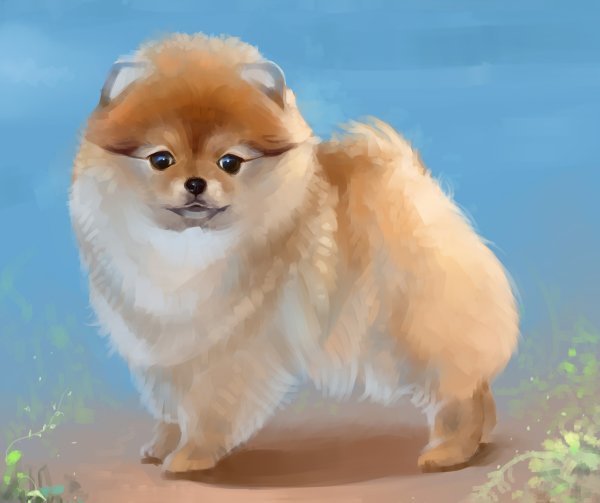 Шпиц рисунок