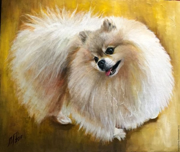 Померанский шпиц портрет
