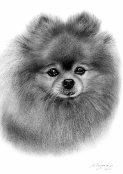 Померанский шпиц