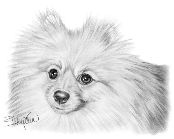 Шпиц карандашом
