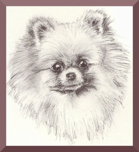 Померанский шпиц белый арт