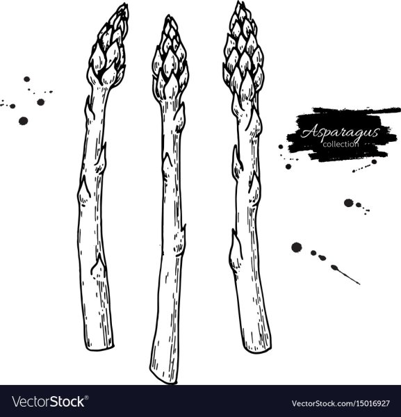Спаржа вектор