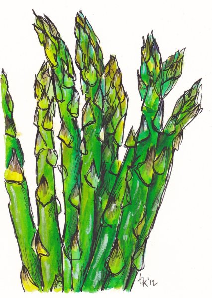 Спаржа акварель