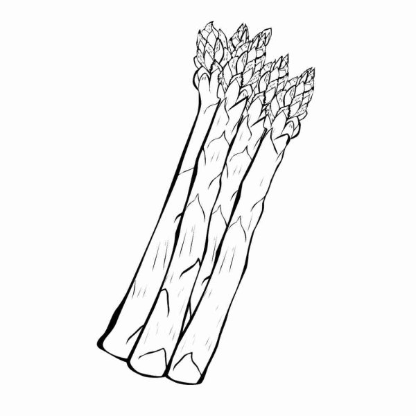 Спаржа раскраска для детей