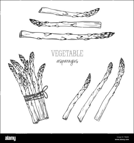 Спаржа скетч