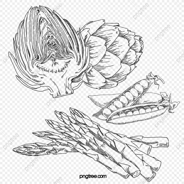 Спаржа раскраска для детей