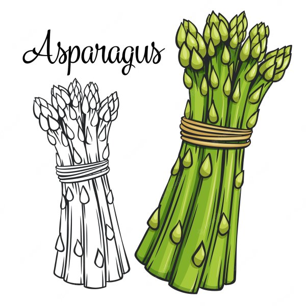 Asparagus Ботанический рисунок