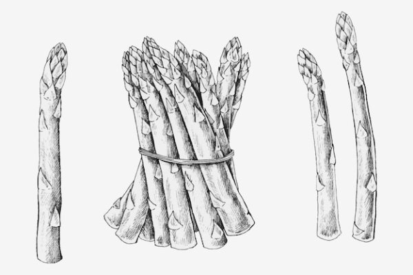 Спаржа вектор