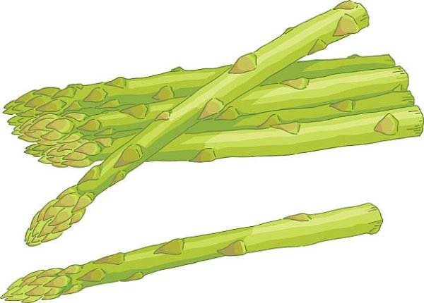 Скетч акварель спаржа
