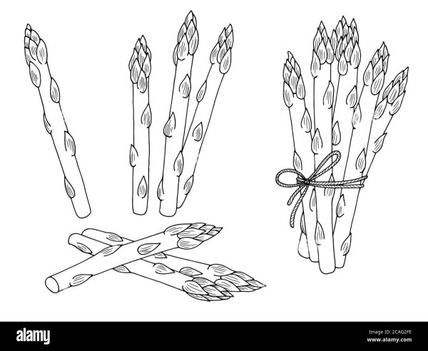 Спаржа контур