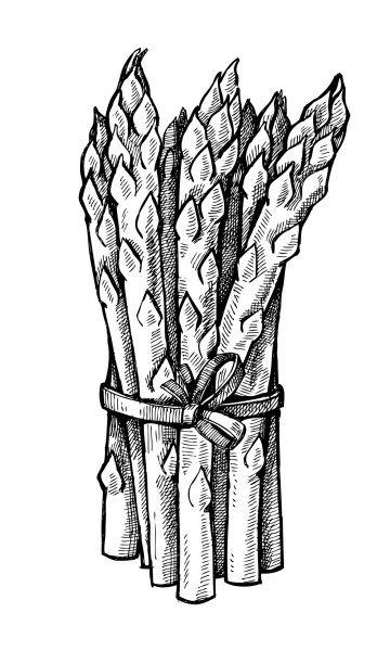 Скетчинг овощи