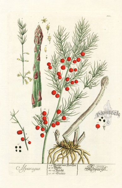 Спаржа на белом фоне