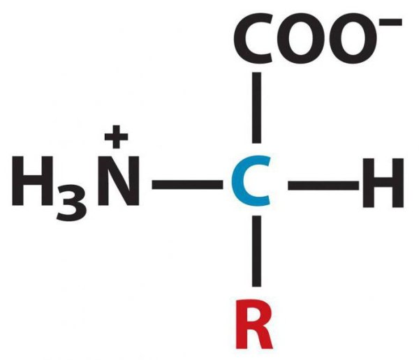Общая формула аминокислот