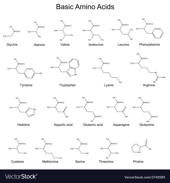 Лейцин рисунок