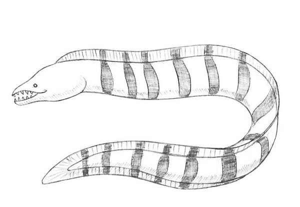 Электрический угорь раскраска