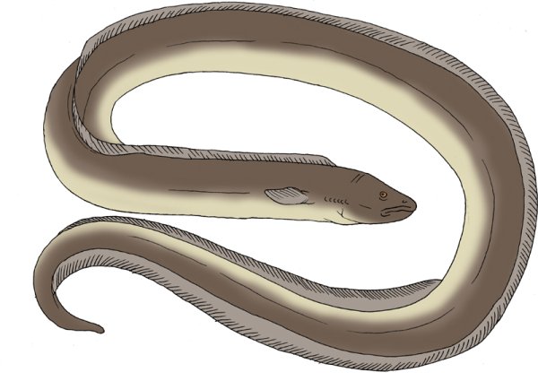 Электрический угорь