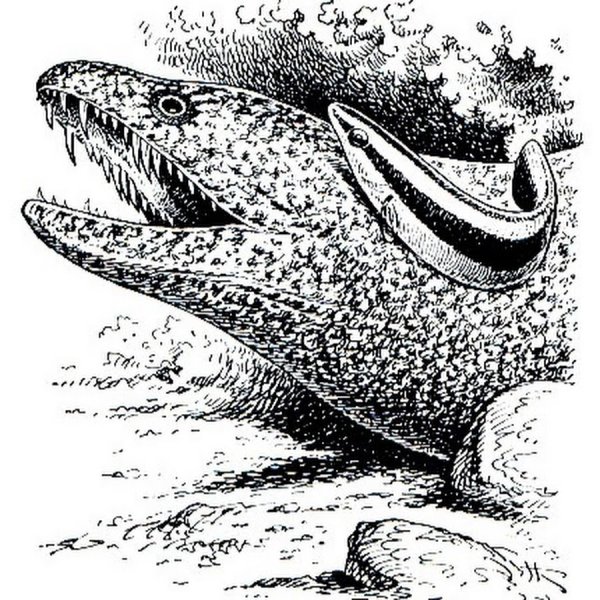 Мурена раскраска