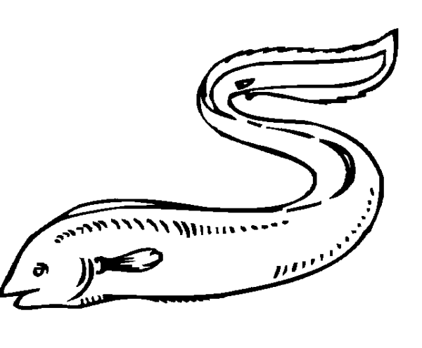 Раскраска рыба мурена