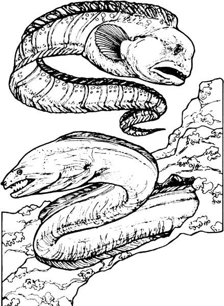 Мурена гадюка