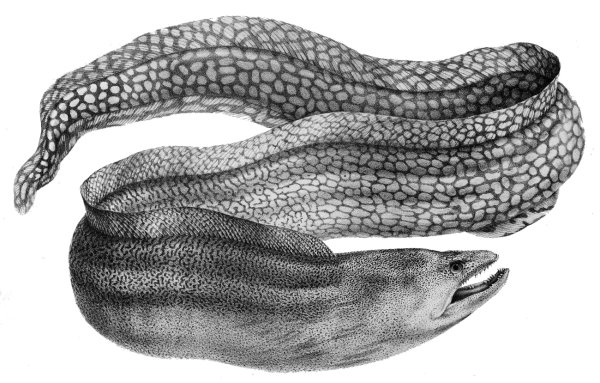 Мурена карандашом