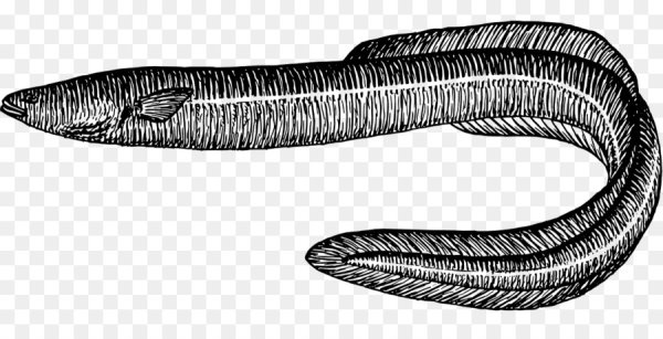 Рыба без хвоста